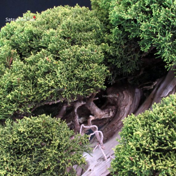 Juniperus Chinensis Itoigawa - immagine 7