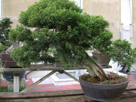 Juniperus Chinensis itoigawa VENDUTO - immagine 10