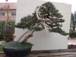 Juniperus Chinensis itoigawa VENDUTO - immagine 11