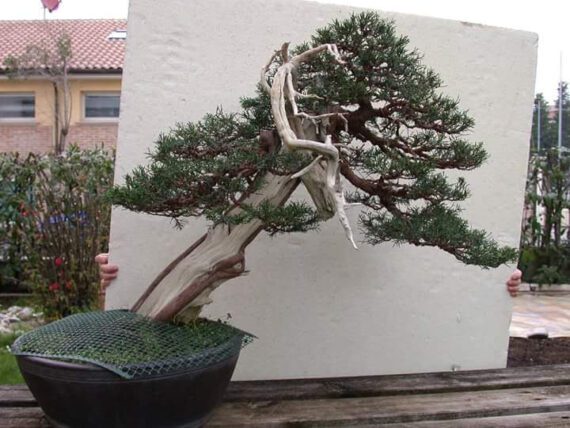 Juniperus Chinensis itoigawa VENDUTO - immagine 11