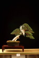 Juniperus Chinensis itoigawa VENDUTO - immagine 12