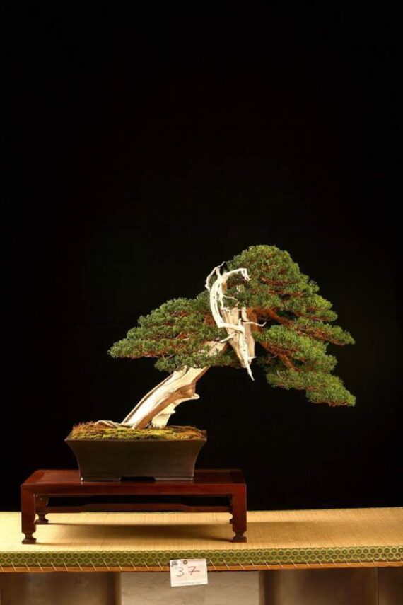 Juniperus Chinensis itoigawa VENDUTO - immagine 12