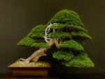 Juniperus Chinensis itoigawa VENDUTO - immagine 13