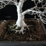 Magnolia Kobus VENDUTO - immagine 13