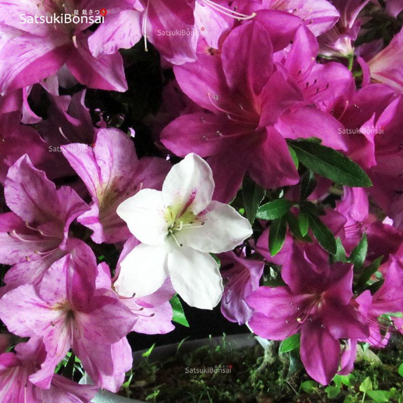 3091_10-satsuki-shisen Talea di azalea Satsuki SHISEN - immagine 1