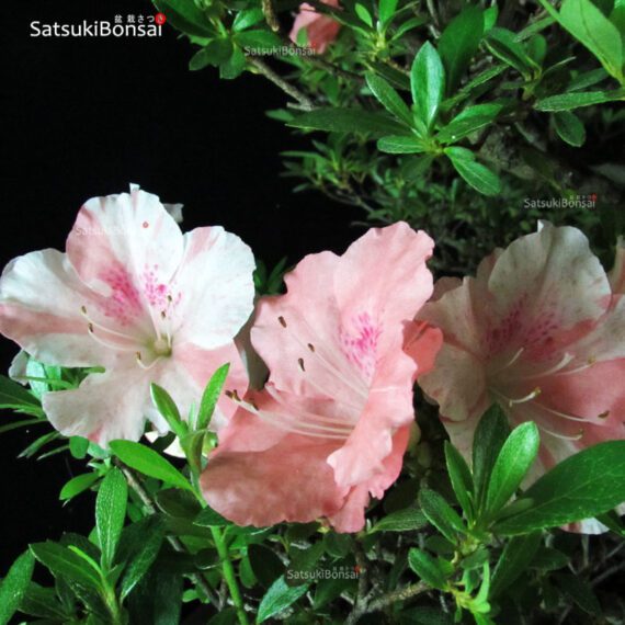 Azalea Satsuki Var. TOKIEBISU - immagine 5