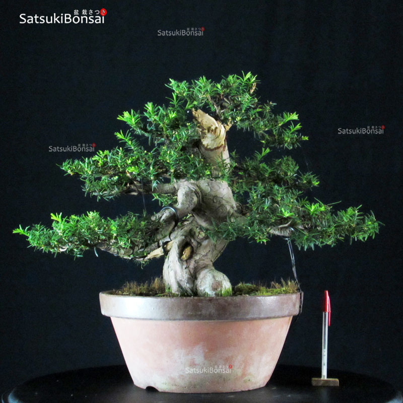 2991_1-Taxus-cuspidata Taxus Cuspidata - Tasso VENDUTO - immagine 1