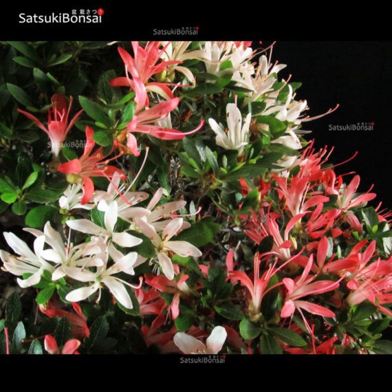 Azalea Satsuki KEGON VENDUTO - immagine 2