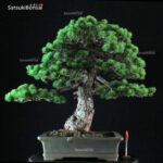 Pinus Pentaphylla