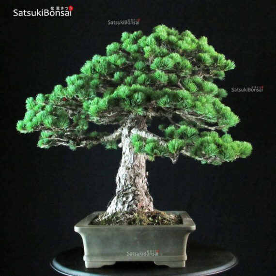 Pinus Pentaphylla - immagine 2