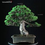 Pinus Pentaphylla - immagine 3
