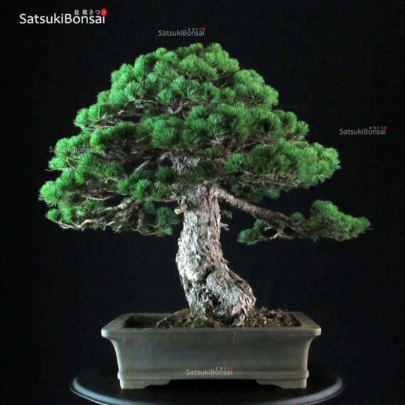 Pinus Pentaphylla - immagine 3