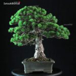 Pinus Pentaphylla - immagine 4