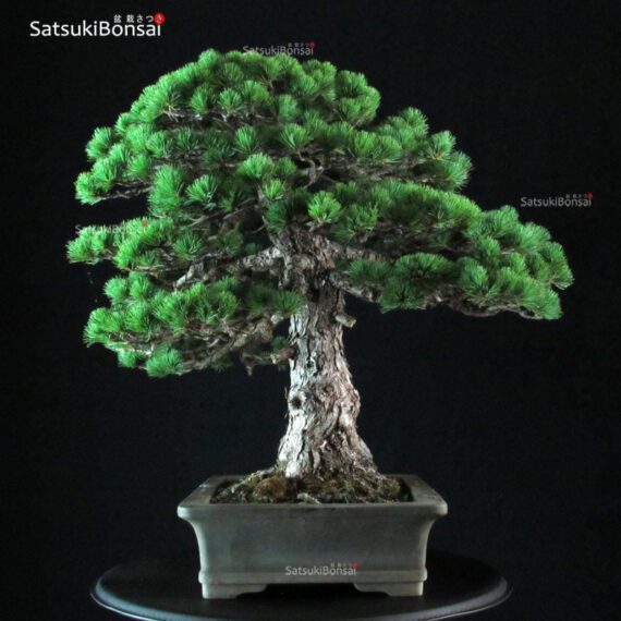 Pinus Pentaphylla - immagine 4