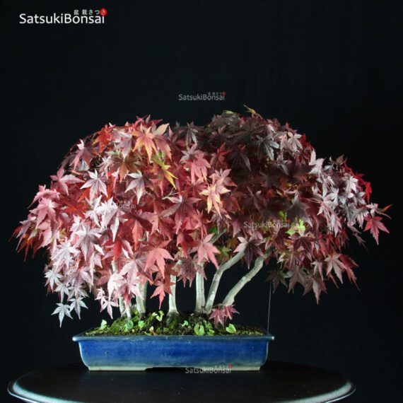 Acero Palmato Yamamomiji VENDUTO - immagine 7