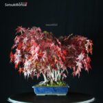 Acero Palmato Yamamomiji VENDUTO - immagine 8