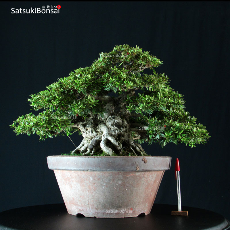 2578_1-Satsuki-Nikko Azalea Satsuki Var. NIKKO - immagine 1