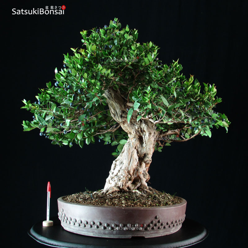 3429_1-Myrtus-communis Myrtus communis - Mirto VENDUTO - immagine 1
