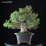 Pinus Pentaphylla Zuisho Goyomatsu - immagine 2