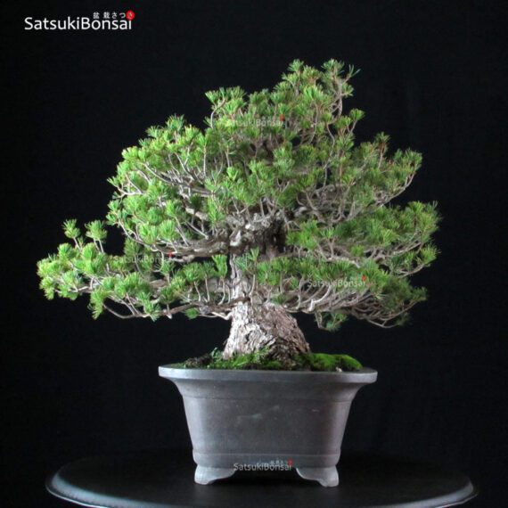 Pinus Pentaphylla Zuisho Goyomatsu - immagine 2