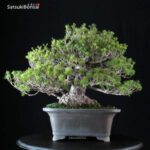 Pinus Pentaphylla Zuisho Goyomatsu - immagine 3