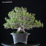 Pinus Pentaphylla Zuisho Goyomatsu - immagine 4