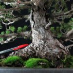 Pinus Pentaphylla Zuisho Goyomatsu - immagine 5