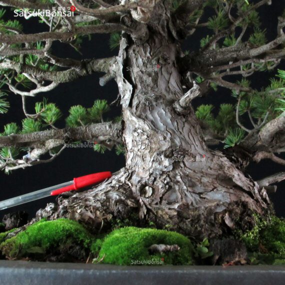 Pinus Pentaphylla Zuisho Goyomatsu - immagine 5