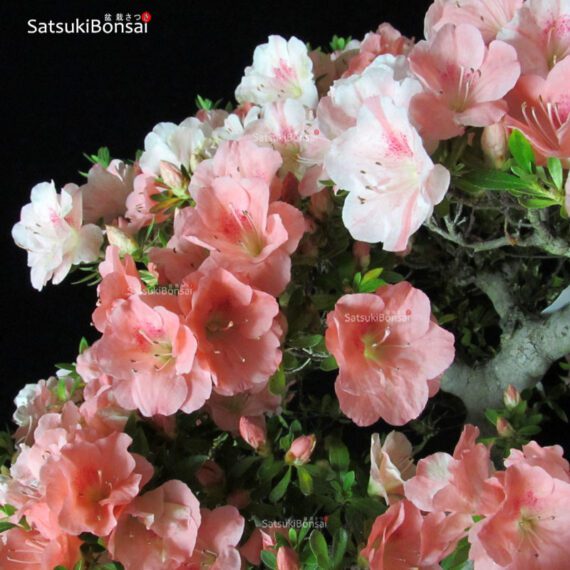 Azalea Satsuki Var. TOKIEBISU - immagine 3
