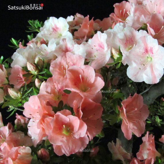 Azalea Satsuki Var. TOKIEBISU - immagine 2