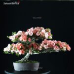 Azalea Satsuki Var. TOKIEBISU