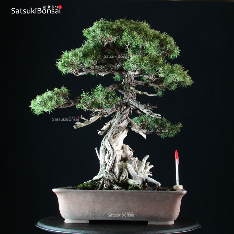 2997_11-Juniperus-rigida-tosho Juniperus Rigida - Tosho VENDUTO - immagine 1