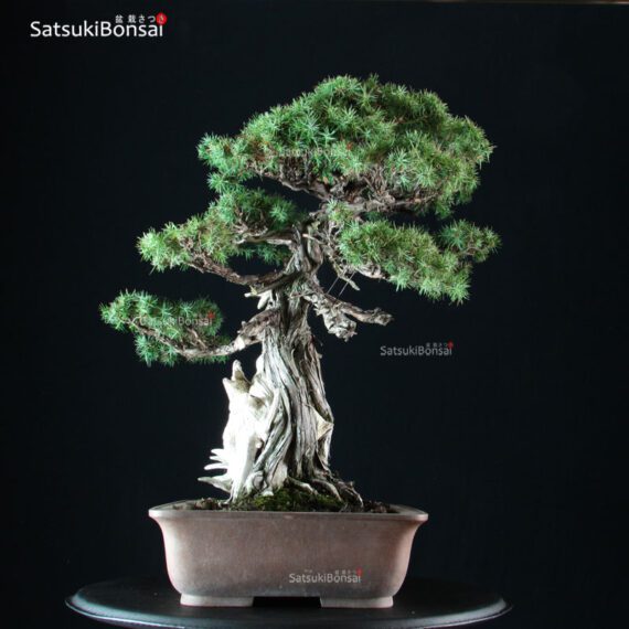 Juniperus Rigida - Tosho VENDUTO - immagine 2