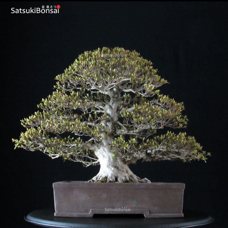 3086_6-Satsuki-Kegon Azalea Satsuki KEGON VENDUTO - immagine 1