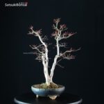 Acero Palmato Yamamomiji VENDUTO - immagine 2