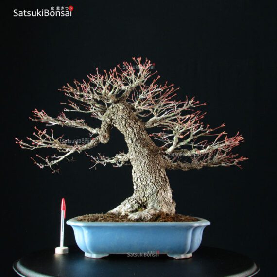 Acero Palmato Arakawa - immagine 5