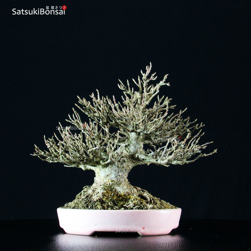 3659_2-Kaede-acer-buergerianum Acer Buergerianum - Kaede VENDUTO - immagine 1