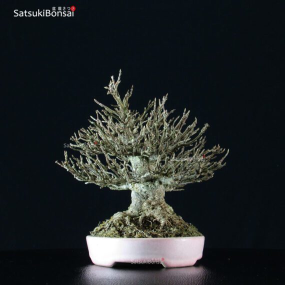Acer Buergerianum - Kaede VENDUTO - immagine 5