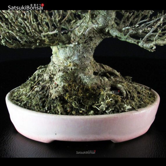 Acer Buergerianum - Kaede VENDUTO - immagine 6