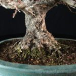 Carpinus Coreana VENDUTO - immagine 14