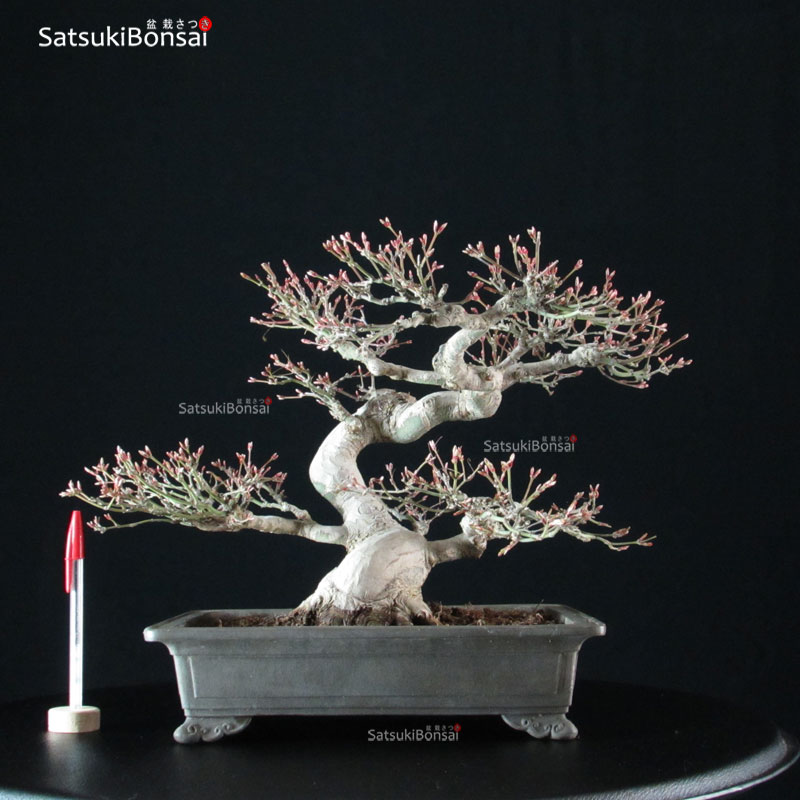 3712_1-acero-palmato-bonsai Acero Palmato Ori-Hime VENDUTO - immagine 1