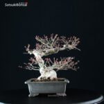 Acero Palmato Ori-Hime VENDUTO - immagine 3