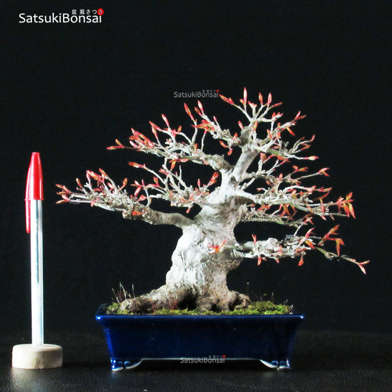 1903_40-Acer-palmatum-shohin Acero Palmato Yamamomiji VENDUTO - immagine 1