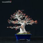 Acero Palmato Yamamomiji VENDUTO - immagine 2