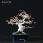 Acero Palmato Yamamomiji VENDUTO - immagine 4