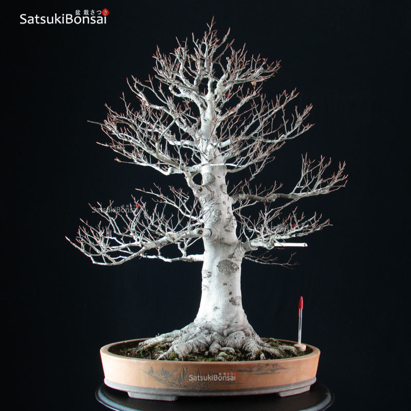 3593_1-Fagus-crenata-faggio-buna Fagus Crenata - Faggio VENDUTO - immagine 1