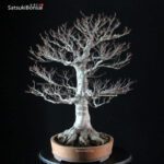 Fagus Crenata - Faggio VENDUTO - immagine 2