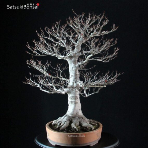 Fagus Crenata - Faggio VENDUTO - immagine 2