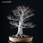 Fagus Crenata - Faggio VENDUTO - immagine 3