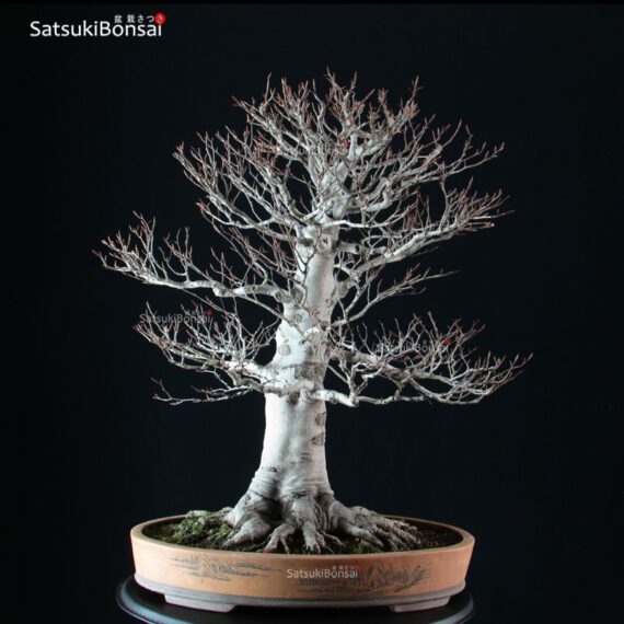 Fagus Crenata - Faggio VENDUTO - immagine 3